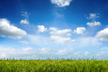 field of green fresh grass under blue sky