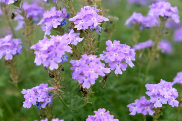Fototapeta premium Beautiful violet flowers