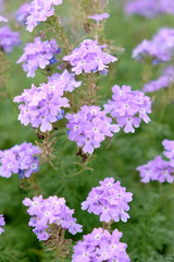 Obraz premium Beautiful violet flowers