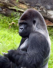 gorilla