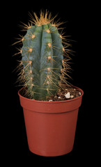 Cactus in flowerpot, isolated on black