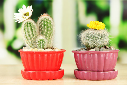 Cactuses in flowerpots with flowers, on wooden windowsill