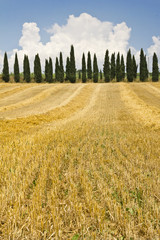 campo giallo con cipressi