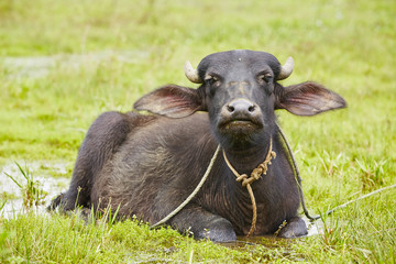 Water buffalo