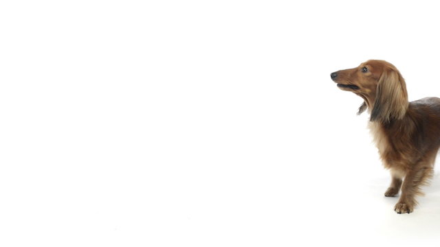 Dachshund walking backwards