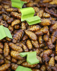 Insekten / Nahrung