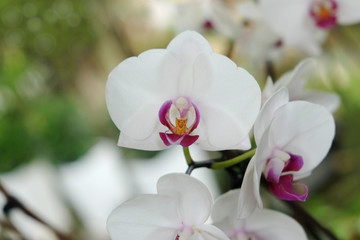 Fototapeta na wymiar White Orchids Flower inflorescence, from Thailand garden
