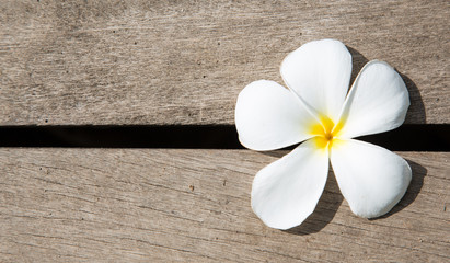 Fototapeta na wymiar White plumeria flower on Wood Pattern with space