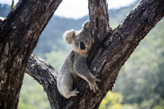 Koala Cucciolo" Immagini - Sfoglia 1 foto, vettoriali e video Stock | Adobe  Stock