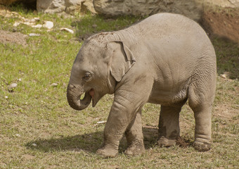 Fototapeta premium Elephant