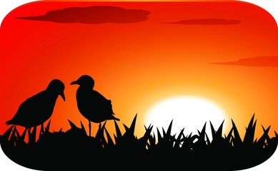chicks at sunset