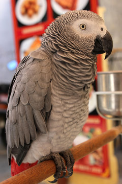 Jaco parrot