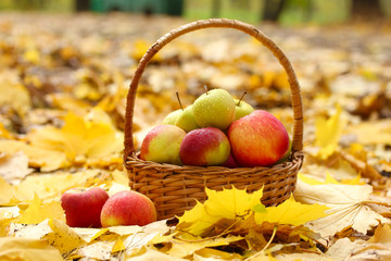 basket of fresh ripe apples in garden on autumn leaves