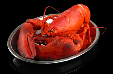 Red lobster on tray, on black background
