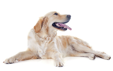 golden retriever