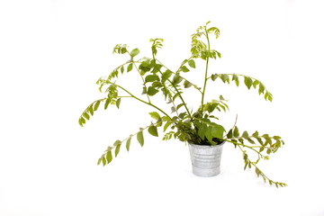 Fototapeta na wymiar Sprigs Of Young Fresh Curry Leaves In Galvanized Bucket