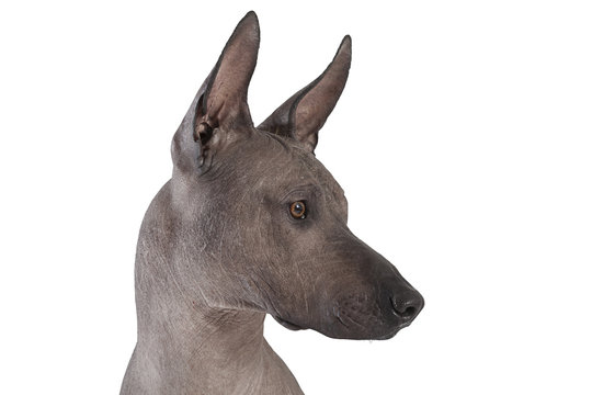Portrait of xoloitzcuintle male dog