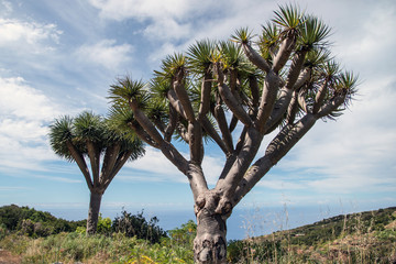 La Palma 2013 - Drachenbaum