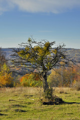 Obraz premium October tree