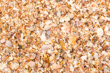 shell background on a sand beach