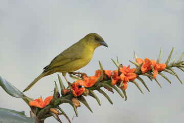 Olive-green tanager, Orthogonys chloricterus