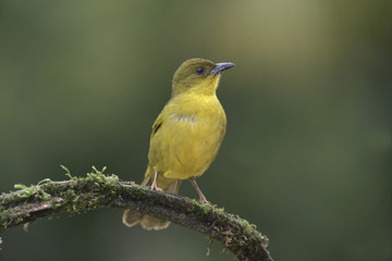 Olive-green tanager, Orthogonys chloricterus