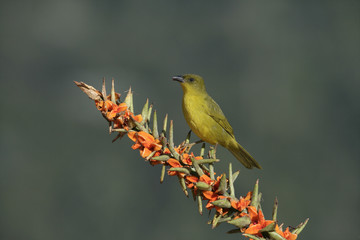 Olive-green tanager, Orthogonys chloricterus