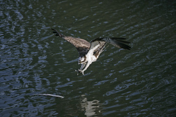 Osprey, Pandion haliaetus