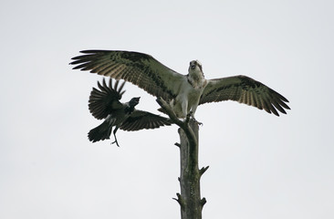 Osprey, Pandion haliaetus