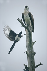 Osprey, Pandion haliaetus