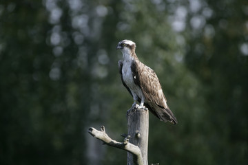 Osprey, Pandion haliaetus