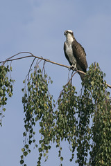 Osprey, Pandion haliaetus