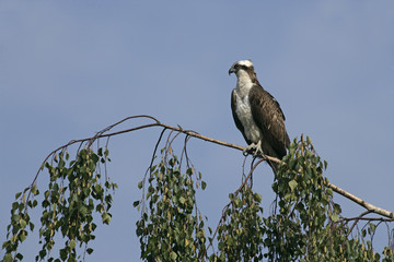 Osprey, Pandion haliaetus