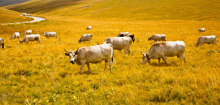 vallata montagna italia con animali bovini
