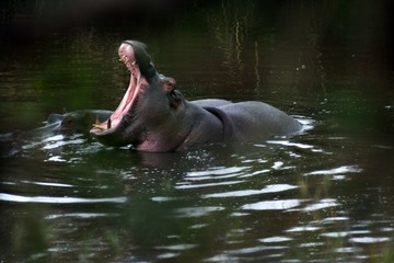 hippo mouth 2