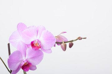 orchid, isolated on white