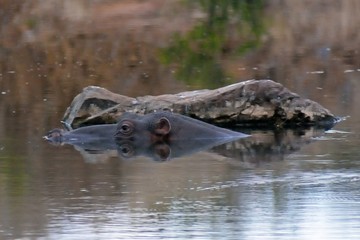 hippo 3