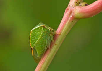 Green beetle.