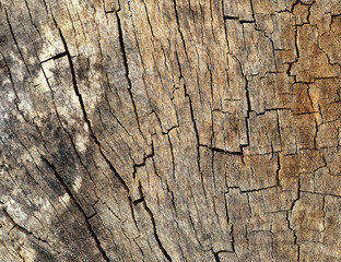 Wood  texture