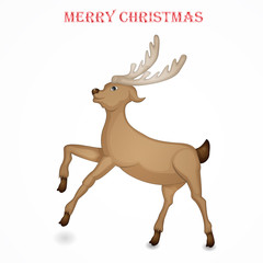 Reindeer isolated for Christmas