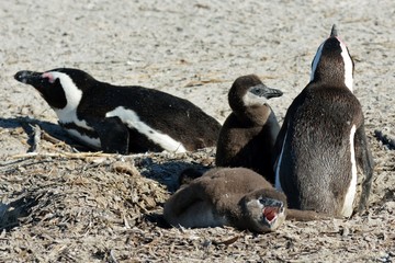 Fototapeta premium penguin3