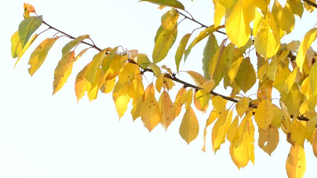 Herbstkirschenlaub