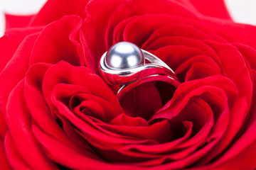 wunderschöner silberner ring in einer roten rose makro
