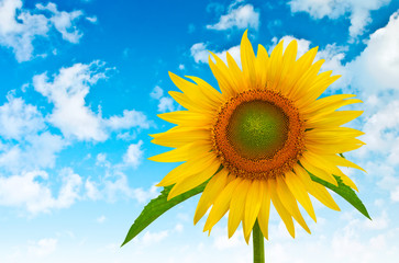 Obraz premium sunflower on a background of blue cloudy sky