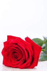 wunderschöne rote rose nahaufnahme makro