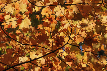 The backlit orange leaves of the autumn canopy.