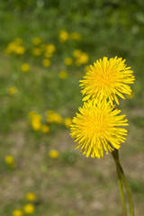 dandelion051