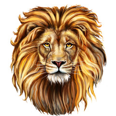 Fototapeta premium głowa lwa z przodu