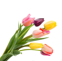 Naklejka premium Posy of tulips flowers close up