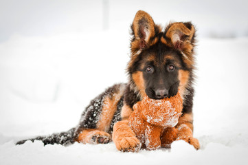 German shepherd puppy with soft toy in winter © Rita Kochmarjova